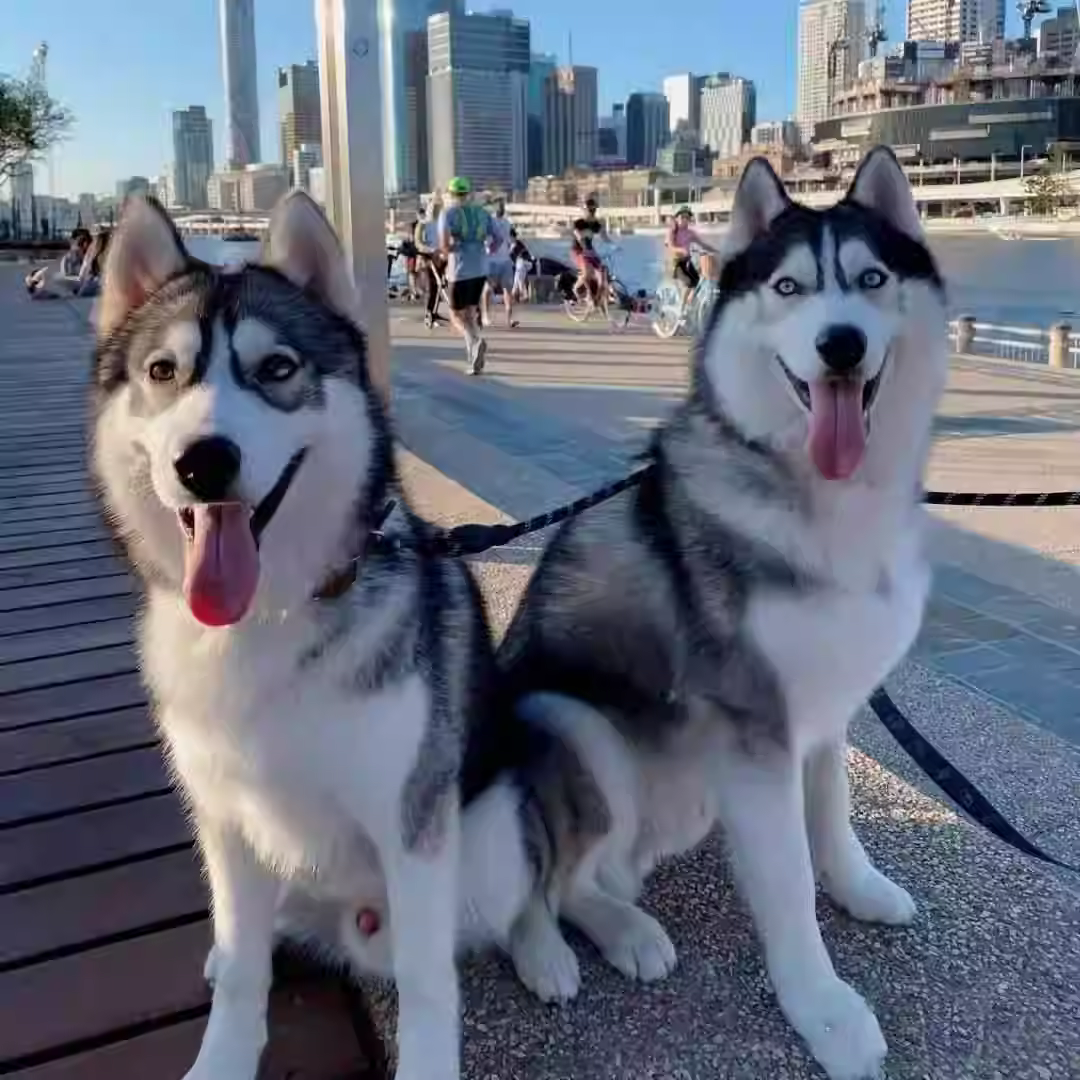 本地纯种哈士奇幼犬中大型犬三火蓝眼哈士奇二哈活体宠物狗狗