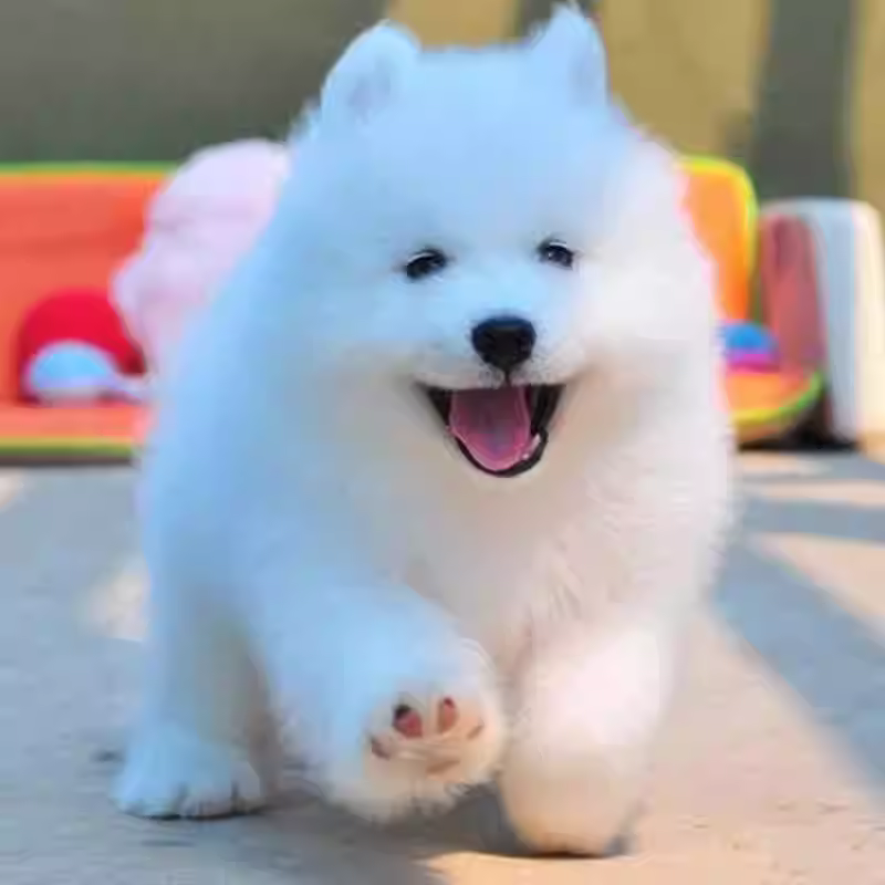 纯种萨摩耶幼犬活体微笑天使萨摩耶雪橇犬熊版双眼皮萨摩耶宠物狗