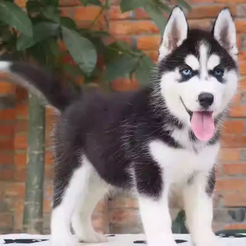 纯种哈士奇幼犬三把火双蓝眼二哈幼犬雪橇犬家养宠物小狗狗活幼体