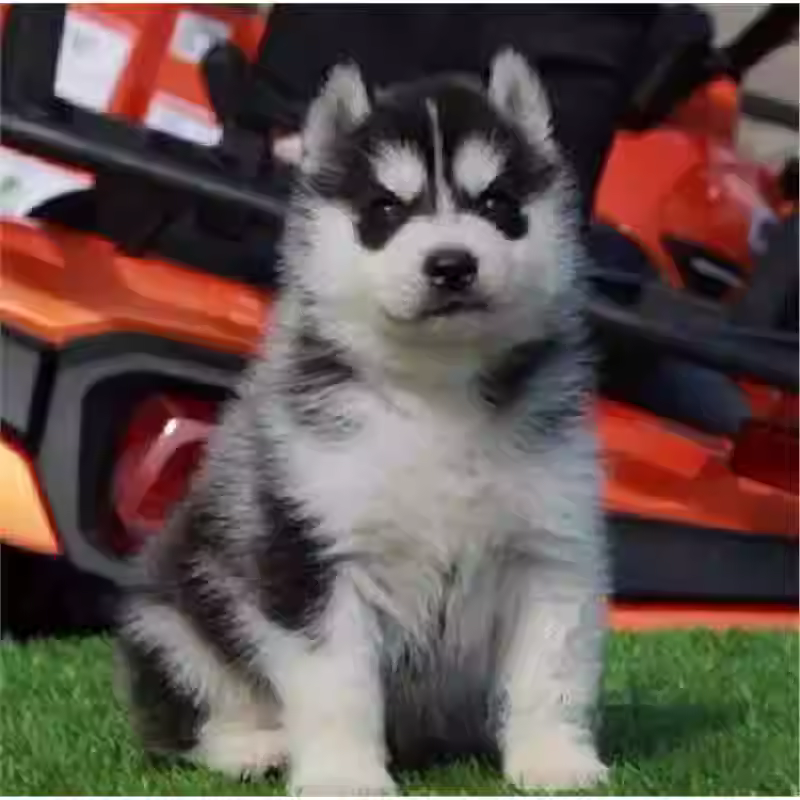 哈士奇幼犬活体二哈幼犬双蓝眼三把火西伯利亚雪橇犬