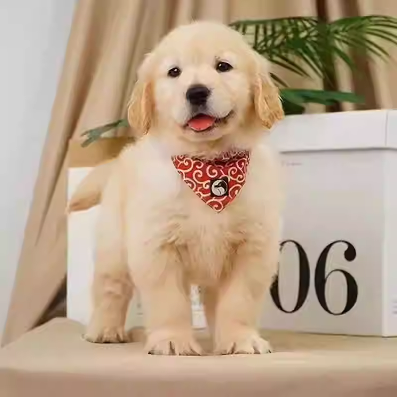 金毛幼犬纯种金毛大骨架沙滩金枫叶红活泼可爱宠物温顺家养狗活体