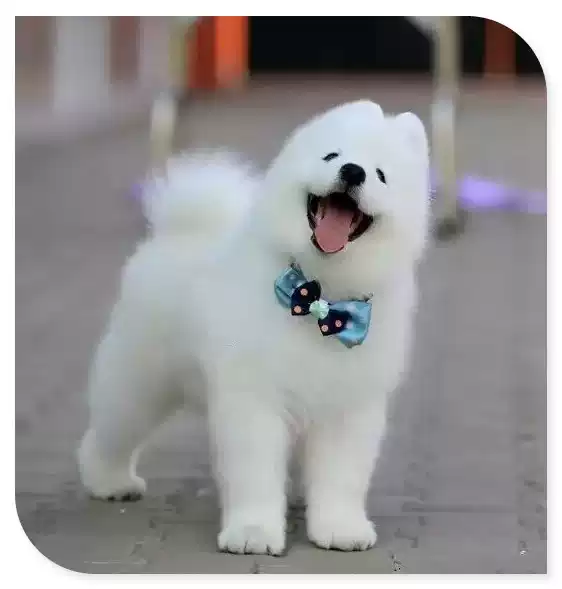 纯种萨摩耶幼犬活体微笑天使雪橇犬白色可爱型小狗幼犬活体宠物狗