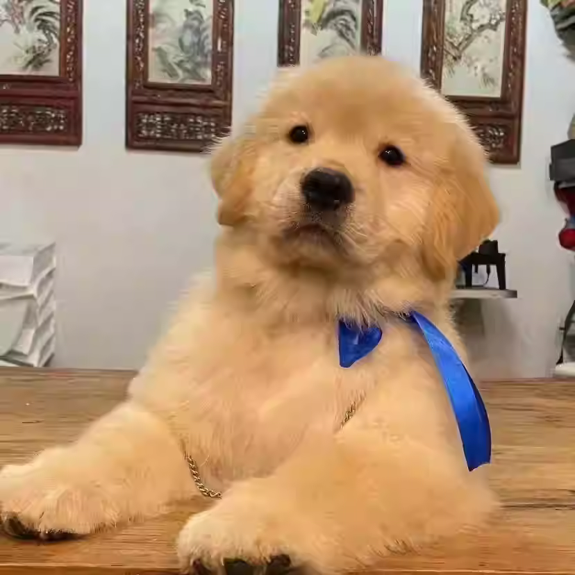 金毛幼犬纯种宠物狗狗金毛活体大型犬寻回犬宠物狗金毛幼崽活体狗