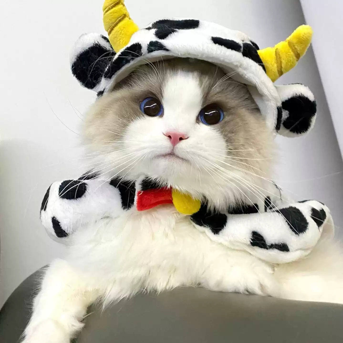 布偶猫幼猫纯种海双宠物猫幼崽网红小型仙女猫活幼体蓝双猫咪活物