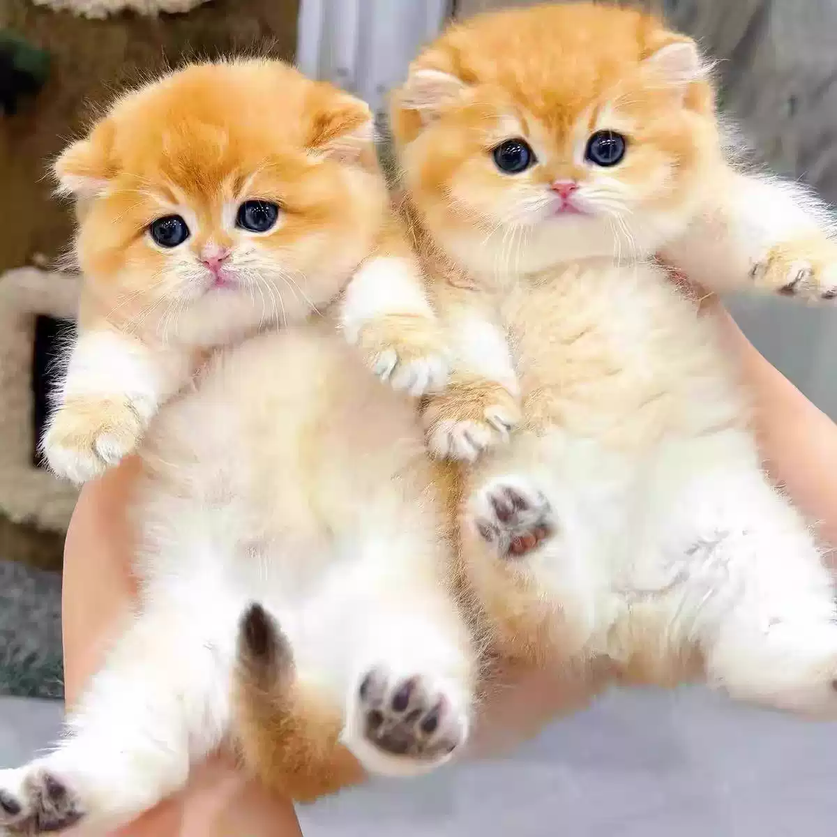 英短纯种金渐层幼猫幼崽血统赛级英国短毛猫蓝金活体宠物猫咪活物