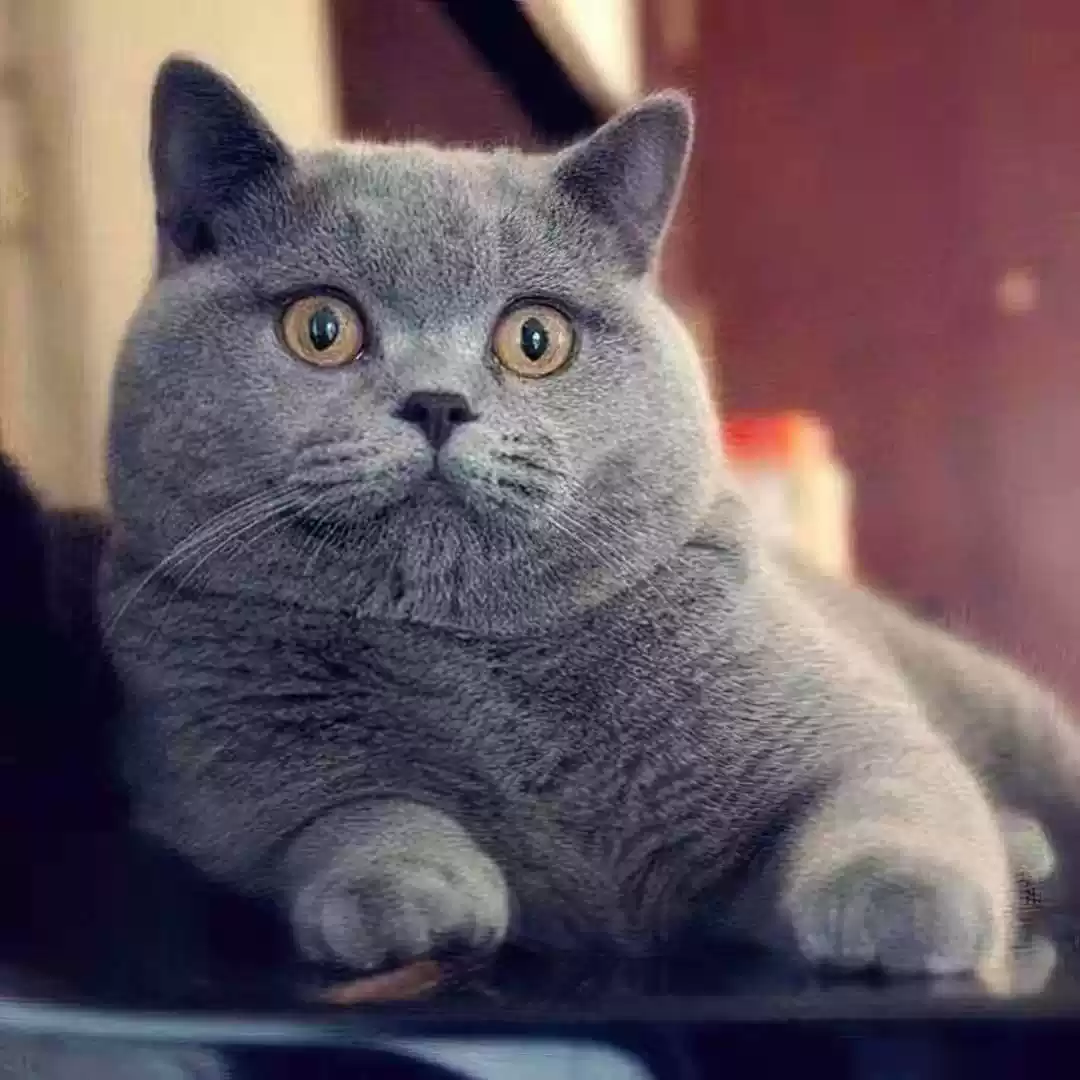 纯种英国短毛猫矮脚蓝胖子血统猫舍蓝猫幼崽活体宠物猫活物小猫咪