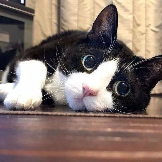 黑白奶牛猫咪幼猫短毛宠物猫可爱活物粘人英国短毛猫便宜猫咪