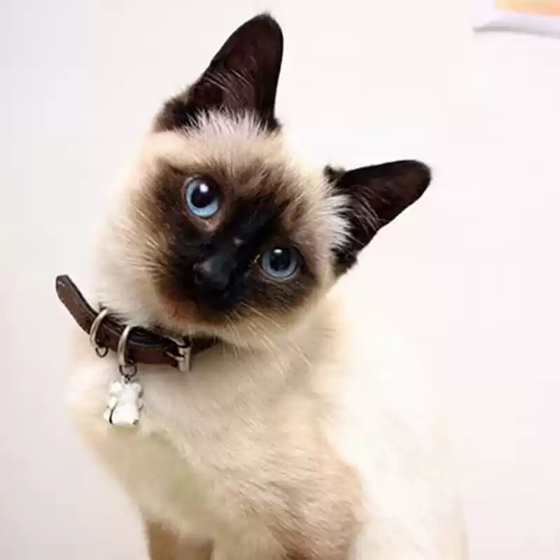 纯种暹罗猫幼猫海豹重点色暹罗幼崽大黑脸蓝眼猫咪活体小猫咪猫舍