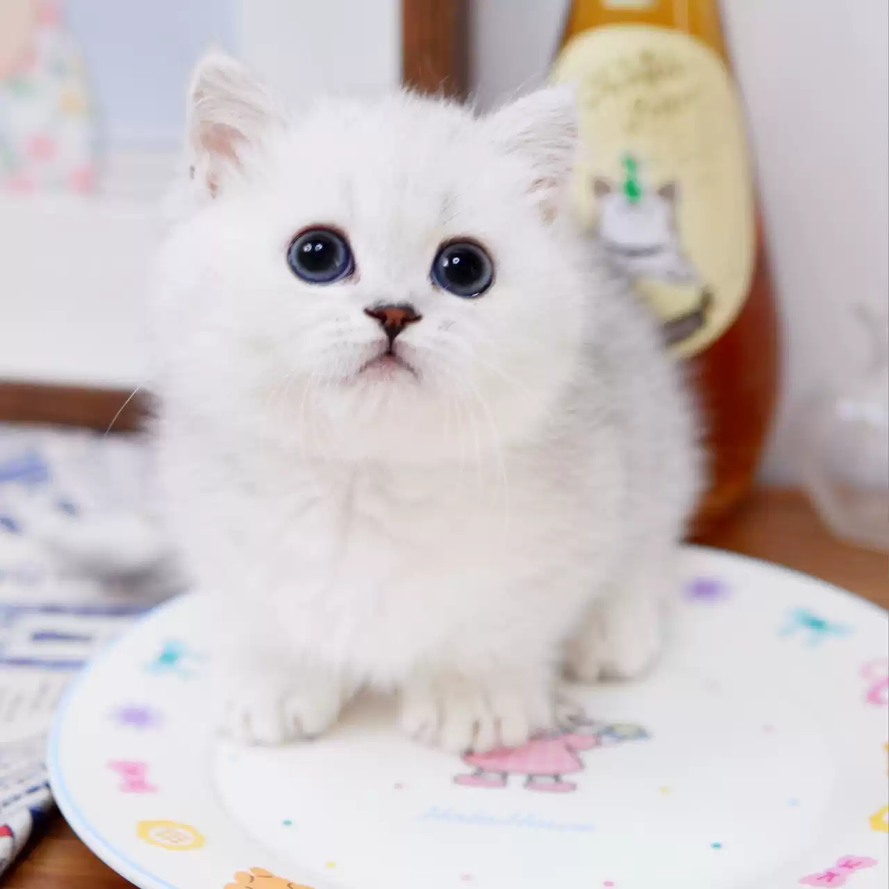 纯种银渐层幼猫幼崽活体英国短毛猫蓝胖子小猫咪银渐层宠物猫英短