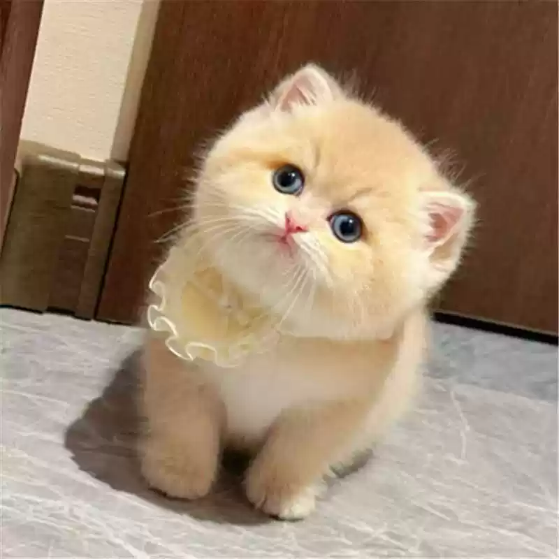 猫咪猫幼猫小猫宠物兔子活体活物银金渐层布偶橘猫蓝猫英短蓝白猫