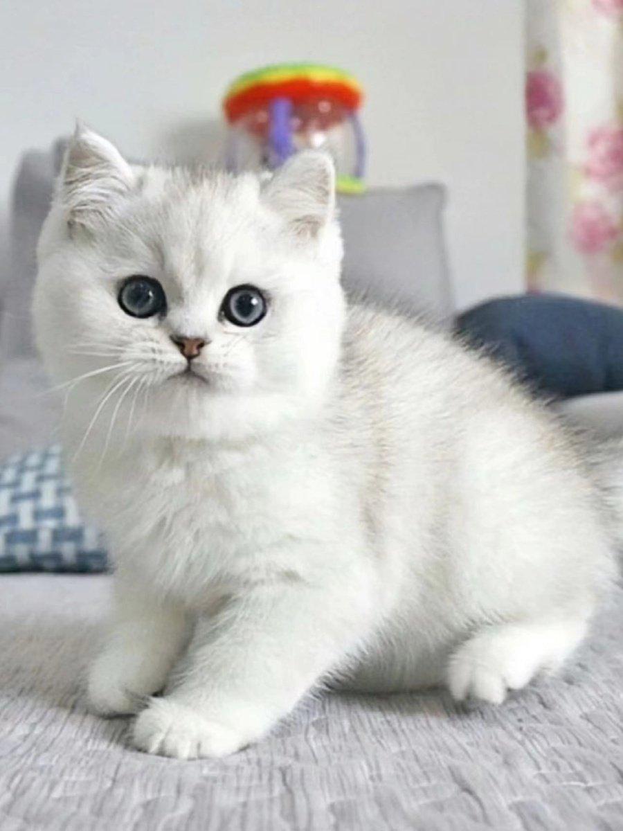 银渐层幼猫活体蓝眼睛银点长毛长不大矮脚猫纯种血统宠物