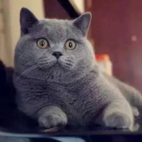纯种英短蓝猫胖子小猫咪幼猫成年毛猫宠物猫英国蓝白活物真猫