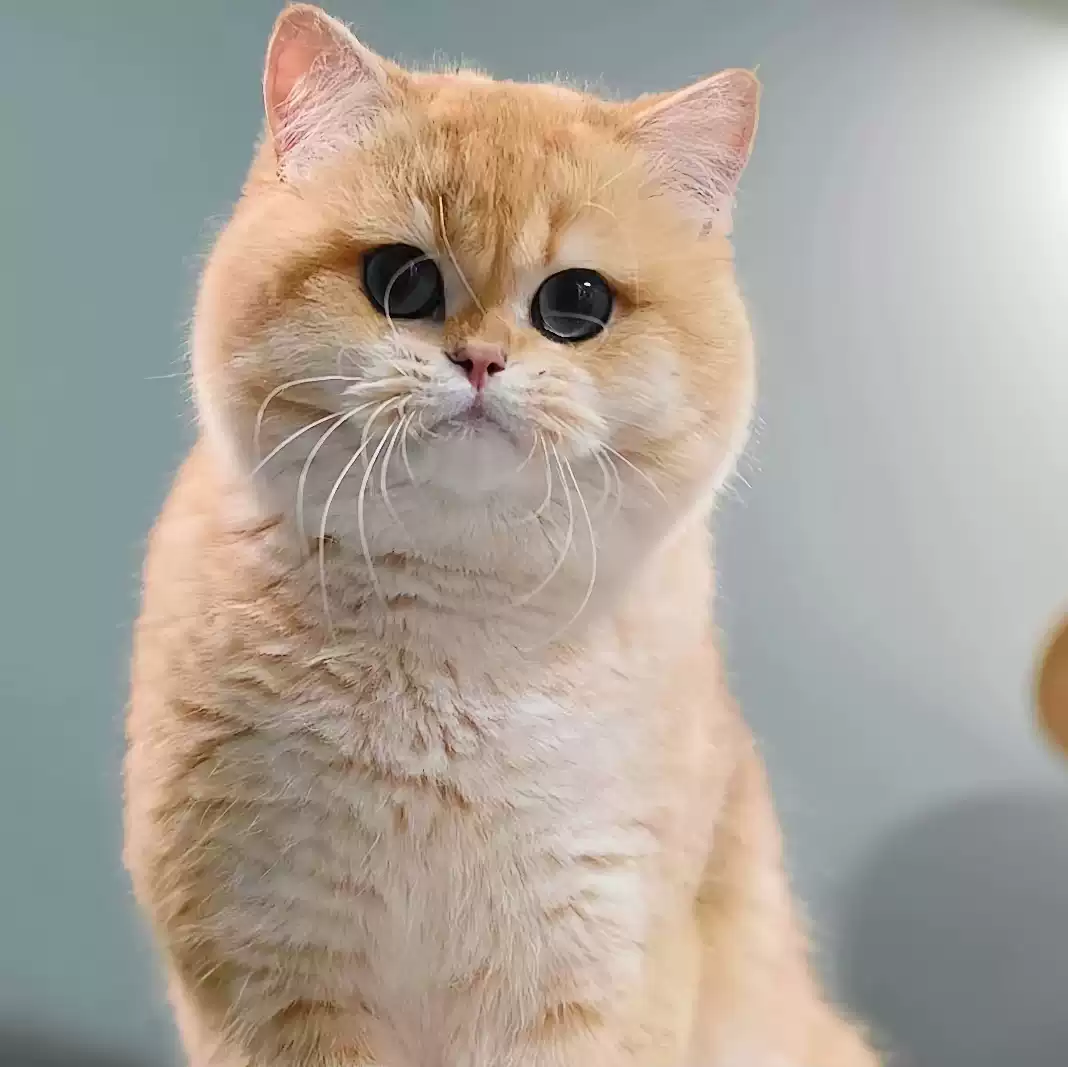 银渐层幼猫纯种活体英国短毛猫金渐层幼崽曼基康矮脚宠物猫咪活物